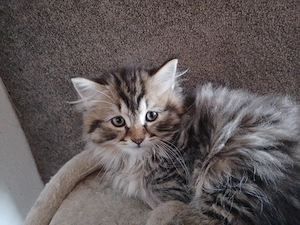 Heilige Birma Mix Bild 4