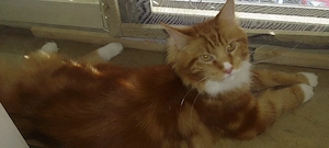 Maine Coon Kater 7 Monate