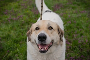 *KAMILA* Die ruhige und freundlicheHerdenschutzhündin Mix sucht hundeerfahrene Familie