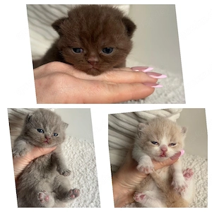 Bkh Kitten Mit Stammbaum 