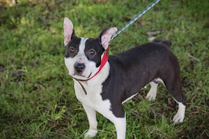 *HERA* Wer hat Erfahrung im Umgang mit dieser Hunderasse und möchte die Liebe gerne zu sich nehmen?