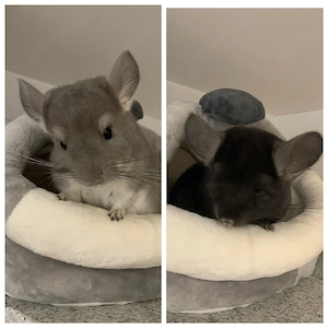 Liebevolles Zuhause gesucht für Paco & Luca (Chinchillas, 5 Jahre)