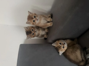 Britische Goldchinchilla-Kätzchen