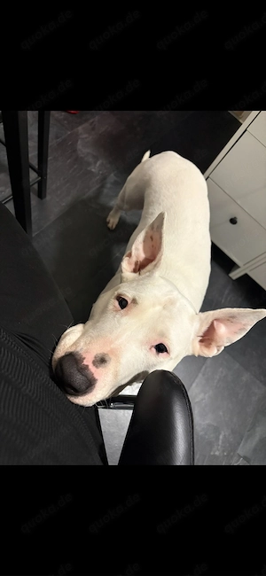 Bullterrier Mix Dame 