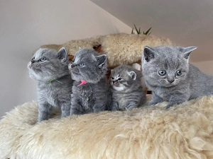 Britisch kurzhaar BKH