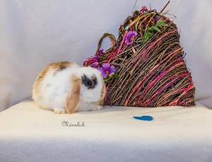 Zwergkaninchen Babys Farbenzwerge Minilops Bild 7