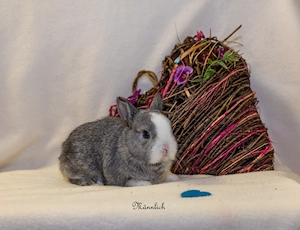 Zwergkaninchen Babys Farbenzwerge Minilops Bild 3