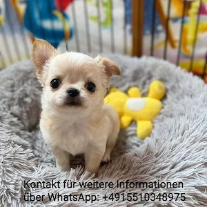 Chihuahua Welpen ,reinrassig, liebevoll aufgezogen