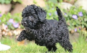 mini toy pudel schwarz rüde