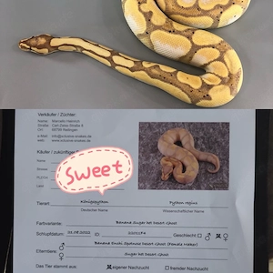 1.1 königspython Zuchtpaar farbvarianten 