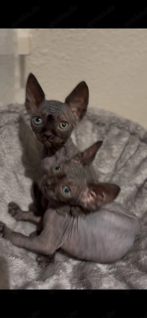 Sphynx gesund 