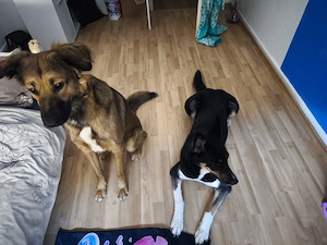  Hundevermittlung   Rocky sucht ein liebevolles Zuhause 