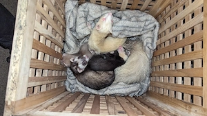 Wurfankündigung Frettchen Welpen