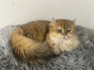 Wunderschöne Britisch Langhaar Katze (1 Jahr, weiblich) abzugeben   