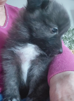 Zwergspitz- Shelti - Mix 