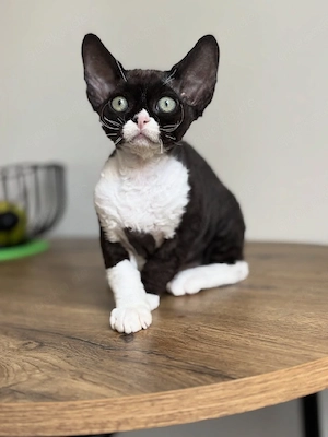 Devon Rex Kätzchen! Weiblich. 