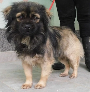 Pekinese Mix Rüde 1,5j bis Regensburg ausreisebereit nach Adoption 