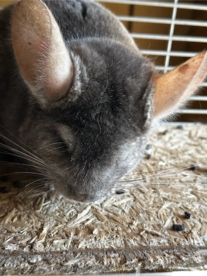 2 Chinchilla  Böckchen zusammen abzugeben