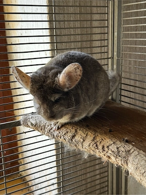 2 liebe männliche Chinchillas abzugeben