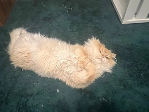 Traumhafter BLH Kater mit wunderschönem Fell sucht neues Zuhause   