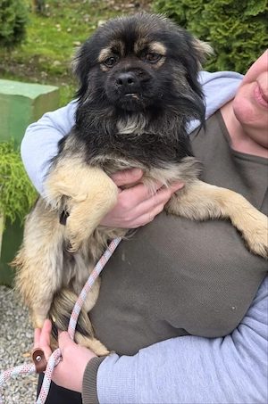 Pekinese Mix Rüde 1,5j bis Regensburg ausreisebereit nach Adoption 