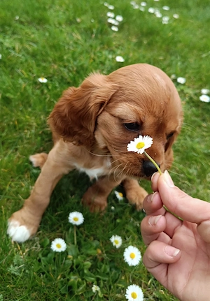 Cavalier King Charles Spaniel zum verlieben 