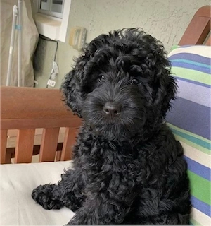 Suche Zwerg Pudel- oder Doodle  Welpe