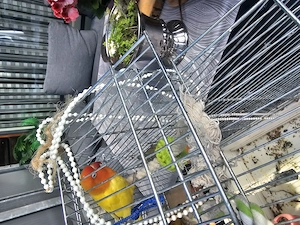 Agaporniden pfesichkopf