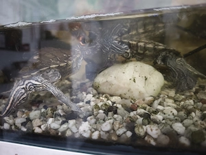 Schildkröten in gute Hände abzugeben