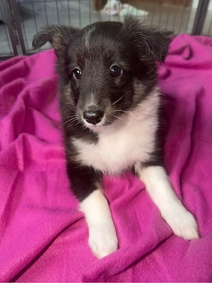 Sheltie in tricolor  Bild 9