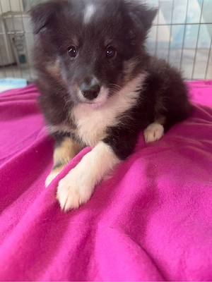 Sheltie in tricolor  Bild 2