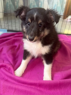 Sheltie in tricolor  Bild 8