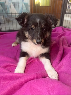 Sheltie in tricolor  Bild 7