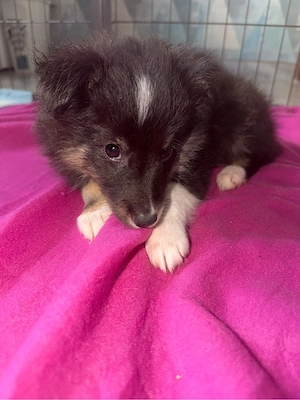Sheltie in tricolor  Bild 5