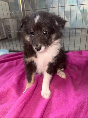 Sheltie in tricolor  Bild 3