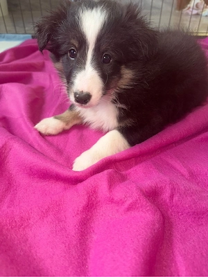 Sheltie in tricolor  Bild 10