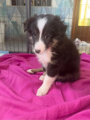 Sheltie in tricolor  Bild 4