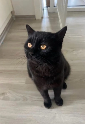 Schwarzer Kater abzugeben   