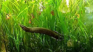 Feuerstachelaal (0.0.1   50cm)