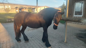 Pflegebeteiligung für lieben Friesen gesucht