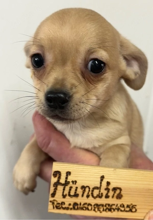 Chihuahua Welpen sofort abzugeben 