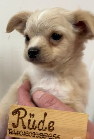 Chihuahua Welpen sofort abzugeben 