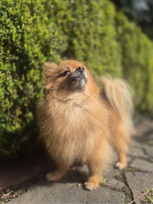 kleiner rüde sucht tolles zuhause
