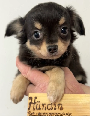 Chihuahua Welpen Langhaar ab sofort abzugeben