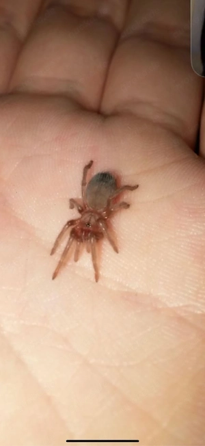 Aphonopelma Chalcodes VB