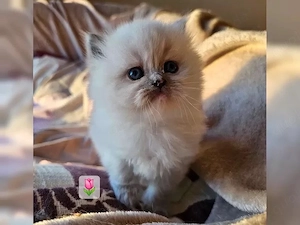 Perser Kitten Katze Kätzchen