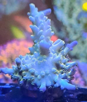 Korallen Ableger Meerwasser Acropora, Zoas LPS etc  Bild 4