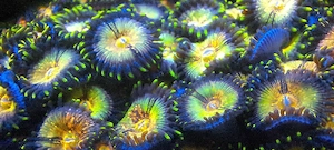 Korallen Ableger Meerwasser Acropora, Zoas LPS etc  Bild 3