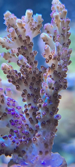 Korallen Ableger Meerwasser Acropora, Zoas LPS etc  Bild 5