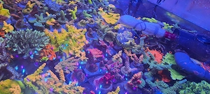 Korallen Ableger Meerwasser Acropora, Zoas LPS etc  Bild 2